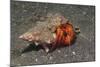 White-Spotted Hermit Crab-Hal Beral-Mounted Photographic Print