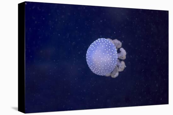 White-Spotted Jellyfish-null-Stretched Canvas
