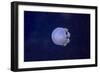 White-Spotted Jellyfish-null-Framed Photographic Print