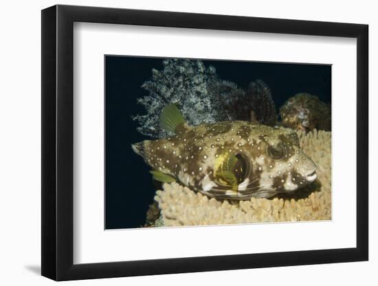 White-Spotted Puffer-Hal Beral-Framed Photographic Print