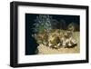 White-Spotted Puffer-Hal Beral-Framed Photographic Print
