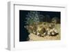 White-Spotted Puffer-Hal Beral-Framed Photographic Print