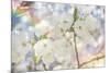 White Spring Blossoms 01-LightBoxJournal-Mounted Giclee Print