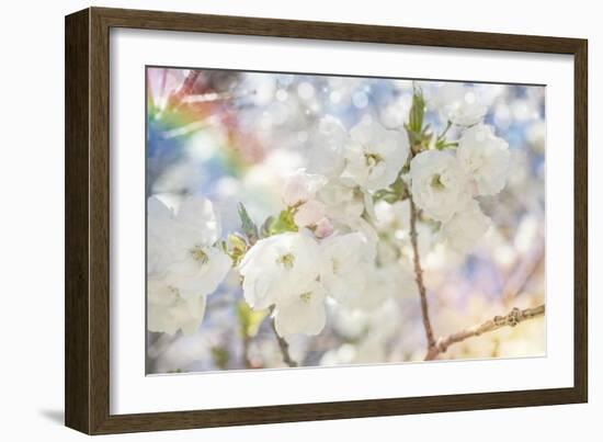 White Spring Blossoms 01-LightBoxJournal-Framed Giclee Print