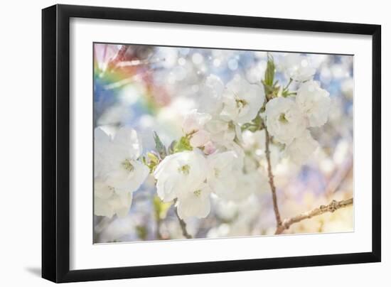 White Spring Blossoms 01-LightBoxJournal-Framed Giclee Print