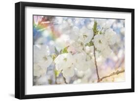 White Spring Blossoms 01-LightBoxJournal-Framed Giclee Print