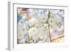 White Spring Blossoms 01-LightBoxJournal-Framed Giclee Print