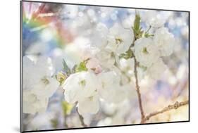 White Spring Blossoms 01-LightBoxJournal-Mounted Giclee Print