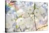 White Spring Blossoms 01-LightBoxJournal-Stretched Canvas