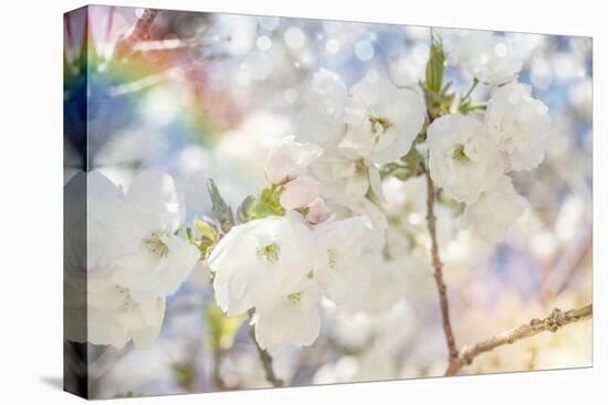 White Spring Blossoms 01-LightBoxJournal-Stretched Canvas