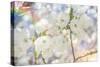 White Spring Blossoms 01-LightBoxJournal-Stretched Canvas