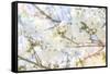 White Spring Blossoms 02-LightBoxJournal-Framed Stretched Canvas