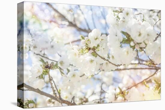 White Spring Blossoms 02-LightBoxJournal-Stretched Canvas