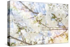 White Spring Blossoms 02-LightBoxJournal-Stretched Canvas