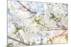 White Spring Blossoms 02-LightBoxJournal-Mounted Giclee Print