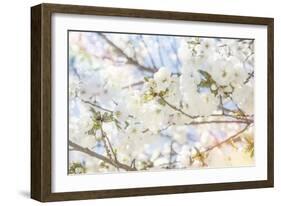 White Spring Blossoms 02-LightBoxJournal-Framed Giclee Print