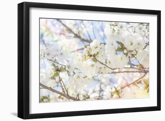 White Spring Blossoms 02-LightBoxJournal-Framed Giclee Print