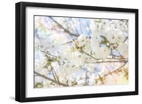 White Spring Blossoms 02-LightBoxJournal-Framed Giclee Print