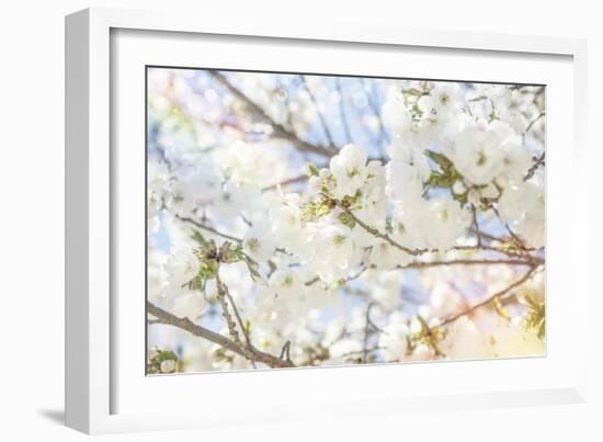 White Spring Blossoms 02-LightBoxJournal-Framed Giclee Print