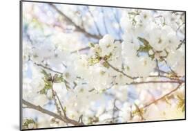 White Spring Blossoms 02-LightBoxJournal-Mounted Giclee Print