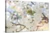 White Spring Blossoms 03-LightBoxJournal-Stretched Canvas