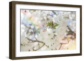 White Spring Blossoms 03-LightBoxJournal-Framed Giclee Print