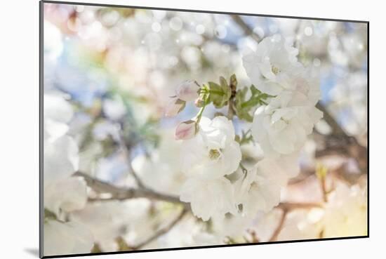 White Spring Blossoms 03-LightBoxJournal-Mounted Giclee Print