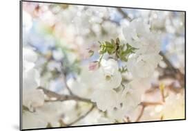 White Spring Blossoms 03-LightBoxJournal-Mounted Giclee Print