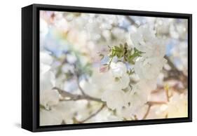 White Spring Blossoms 03-LightBoxJournal-Framed Stretched Canvas