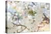 White Spring Blossoms 03-LightBoxJournal-Stretched Canvas