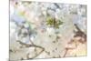 White Spring Blossoms 03-LightBoxJournal-Mounted Giclee Print