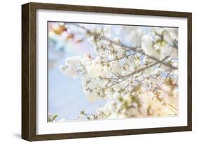 White Spring Blossoms 04-LightBoxJournal-Framed Giclee Print