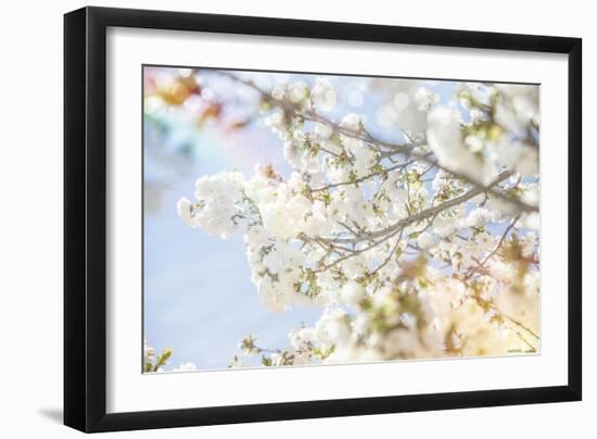 White Spring Blossoms 04-LightBoxJournal-Framed Giclee Print
