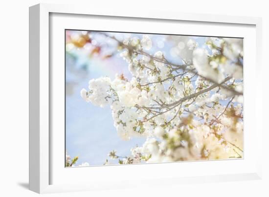 White Spring Blossoms 04-LightBoxJournal-Framed Giclee Print