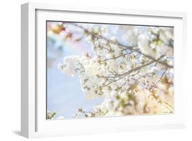 White Spring Blossoms 04-LightBoxJournal-Framed Giclee Print