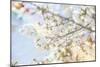 White Spring Blossoms 04-LightBoxJournal-Mounted Giclee Print