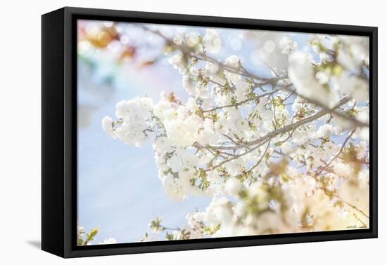 White Spring Blossoms 04-LightBoxJournal-Framed Stretched Canvas