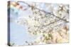 White Spring Blossoms 04-LightBoxJournal-Stretched Canvas
