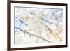 White Spring Blossoms 05-LightBoxJournal-Framed Giclee Print