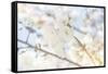 White Spring Blossoms 05-LightBoxJournal-Framed Stretched Canvas