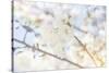 White Spring Blossoms 05-LightBoxJournal-Stretched Canvas