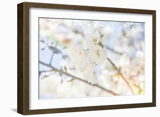 White Spring Blossoms 05-LightBoxJournal-Framed Giclee Print