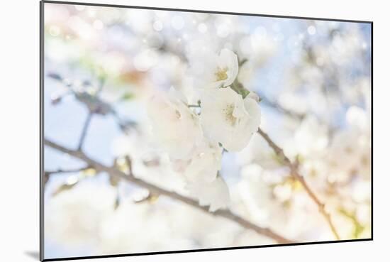 White Spring Blossoms 05-LightBoxJournal-Mounted Giclee Print