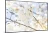 White Spring Blossoms 05-LightBoxJournal-Mounted Giclee Print
