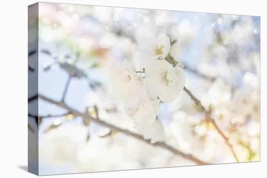 White Spring Blossoms 05-LightBoxJournal-Stretched Canvas