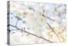 White Spring Blossoms 05-LightBoxJournal-Stretched Canvas