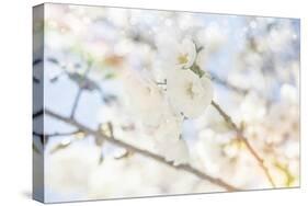 White Spring Blossoms 05-LightBoxJournal-Stretched Canvas