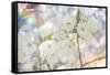 White Spring Blossoms 06-LightBoxJournal-Framed Stretched Canvas