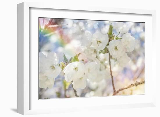 White Spring Blossoms 06-LightBoxJournal-Framed Giclee Print