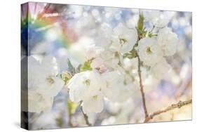 White Spring Blossoms 06-LightBoxJournal-Stretched Canvas